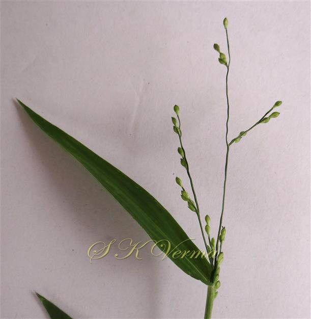  Inflorescence